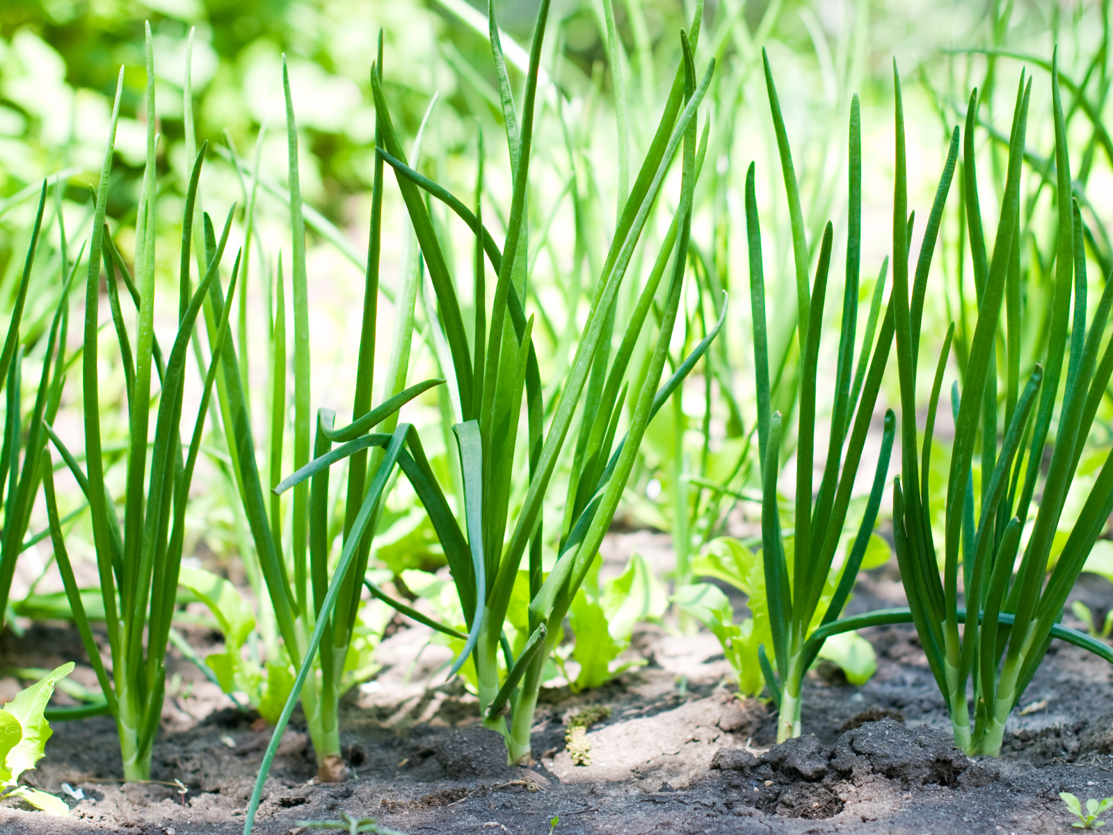 光嶼製菓草地蘭陽三星蔥風味介紹